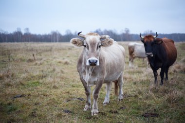 bir Güz'ın bahçesinde bakımlı inek