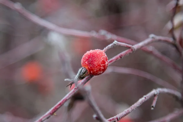 Vermelho rosa-quadris macro no inverno sob geada no frio — Fotografia de Stock