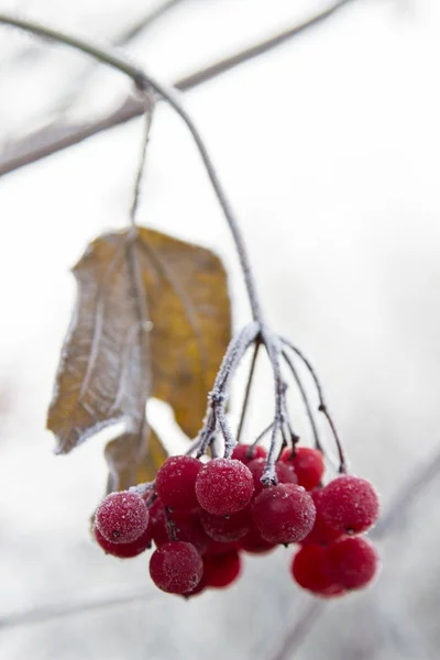 Bagas vermelhas de Viburnum em um ramo coberto da geada. fundo de inverno — Fotografia de Stock