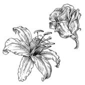 Szabadkézi rajzok sorozat / Vintage virág illusztráció beállítása / vektor