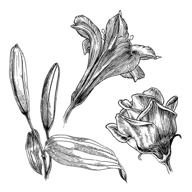 Mürekkep çizimleri serisi / Vintage çiçek hat sanat Illustration ayarla / vektör