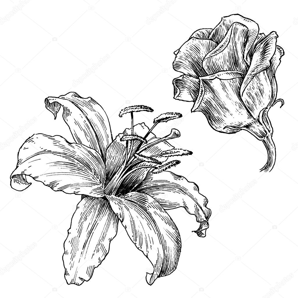 Vintage Flower Line Drawing / Summer Lavender Flowers Line Art Vector