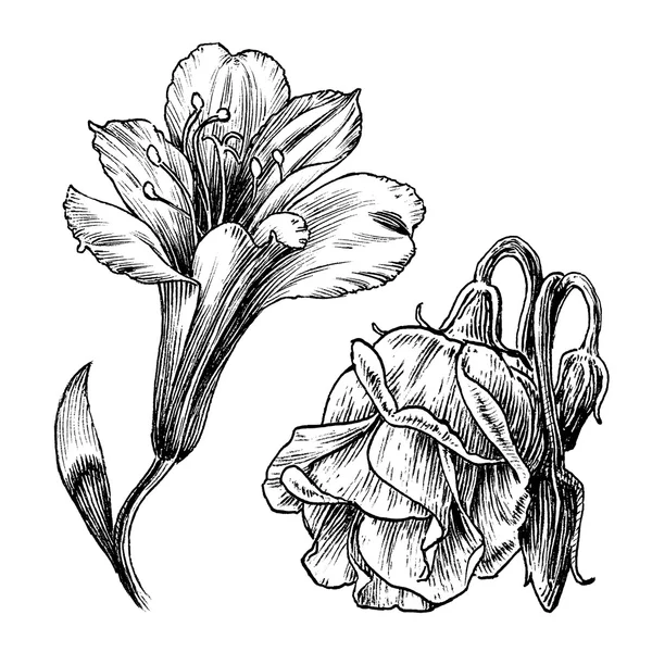 Ink Drawings Series / Vintage flower line art illustration set / Vector — Stock Vector