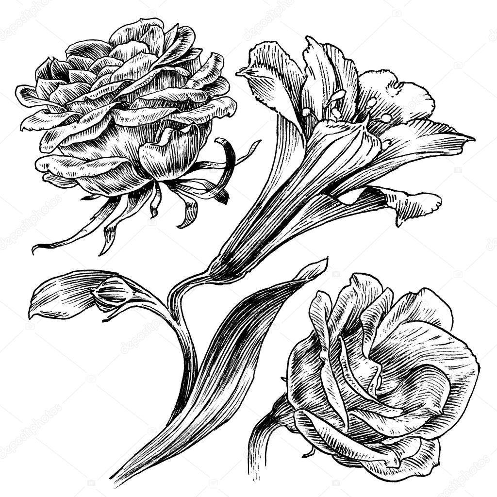 Ink Drawings Series / Vintage flower line art illustration set / Vector