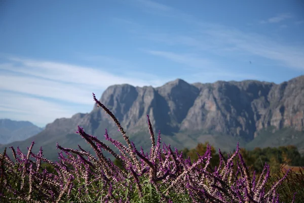 Cape şarap toprakları, Capetown