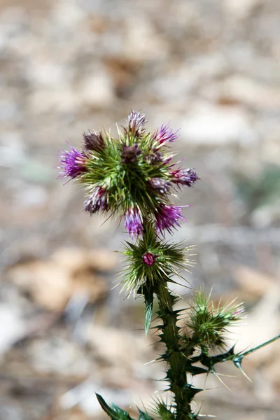 Wild purple flower, Addis Ababa — Stock Photo, Image