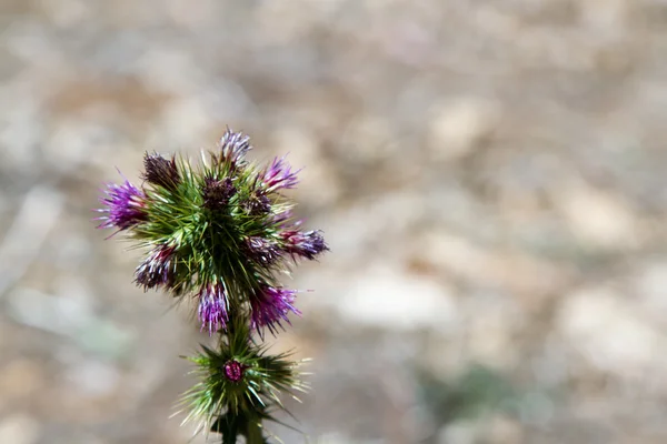 Wild Flower, Addis Ababa — Stock Photo, Image