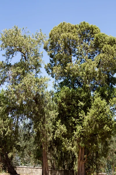 Okaliptüs ağacı Addis Ababa, Etiyopya.