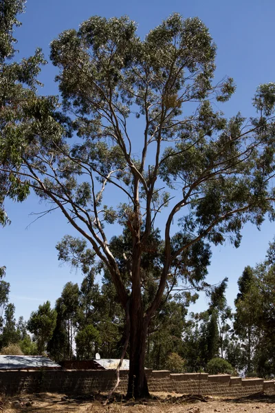 De kathedraal van de Heilige Drievuldigheid, Addis Abeba, Ethiopië — Stockfoto