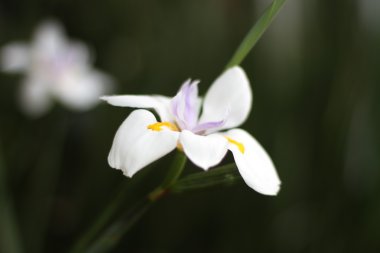 Dietes (African Iris)