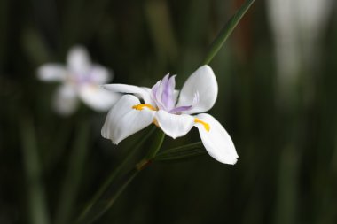 Dietes (African Iris)
