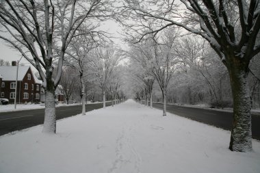 Kar kaplı ağaçların sokak