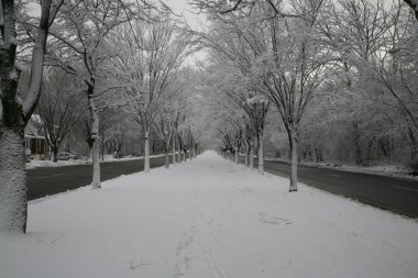 Kar kaplı ağaçların sokak