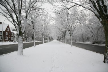 Kar kaplı ağaçların sokak