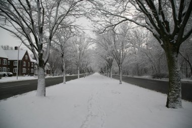 Kar kaplı ağaçların sokak