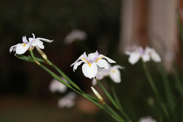 Dietes (African Iris)