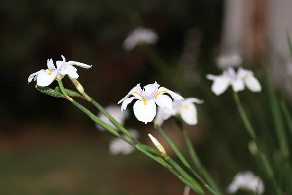 Dietes (African Iris)