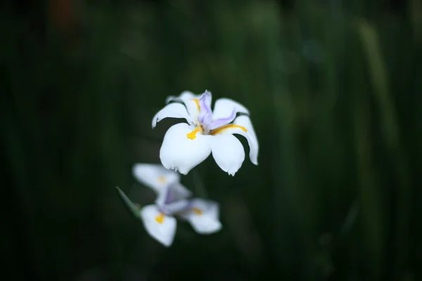 Dietes (African Iris)
