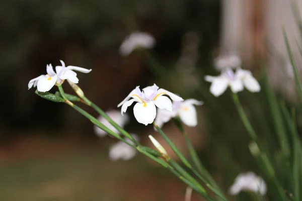 Dietes (African Iris)
