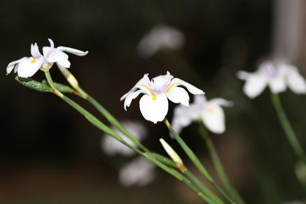 Dietes (African Iris)