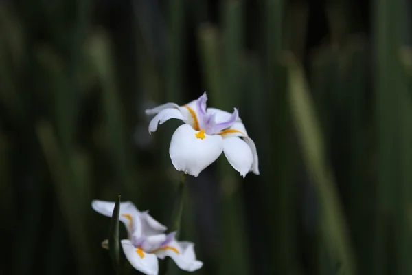 Dietes (African Iris)