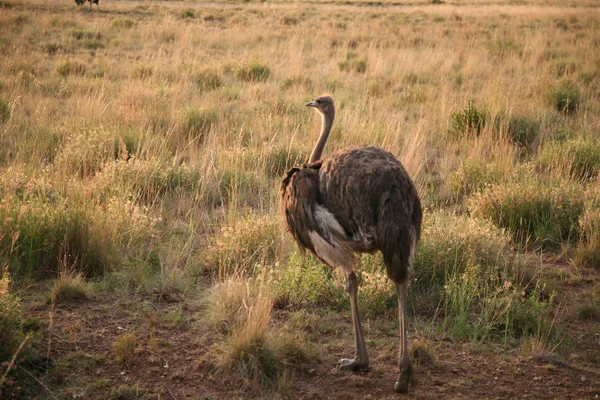 Avestruz em África — Fotografia de Stock