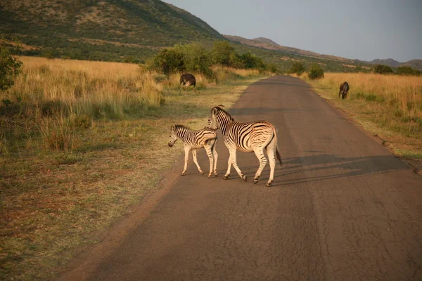 Zebra karşıya geçiyor.