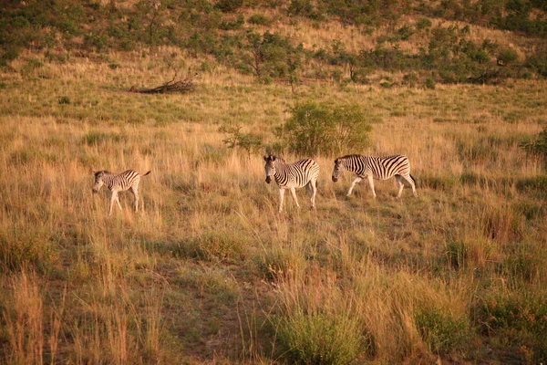 Zebra karşıya geçiyor.