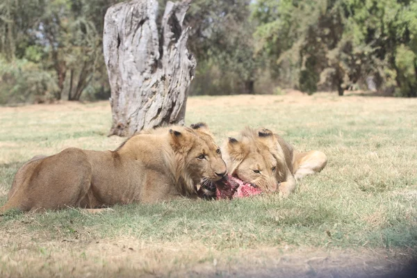 Afrika dişi aslan