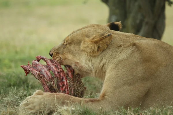 Lionne en Afrique — Photo