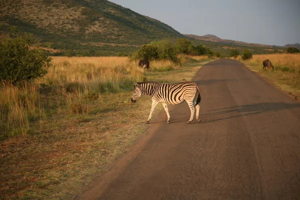 Zebra karşıya geçiyor.