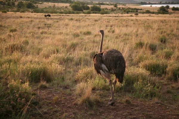 Devekuşu Afrika