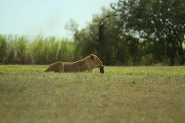 Leoa em África — Fotografia de Stock