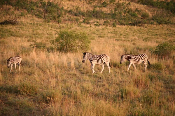Zebra karşıya geçiyor.