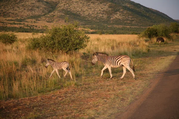 Zebra přechází silnici — Stock fotografie