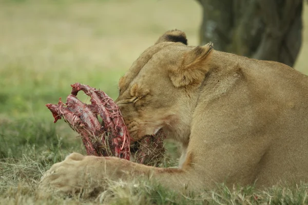 Afrika dişi aslan