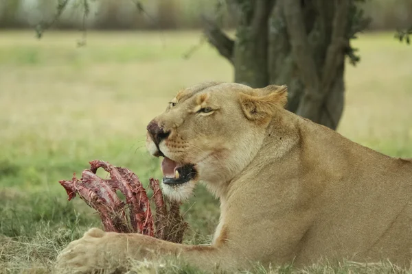 Afrika dişi aslan