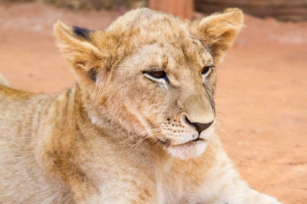 Afrika dişi aslan