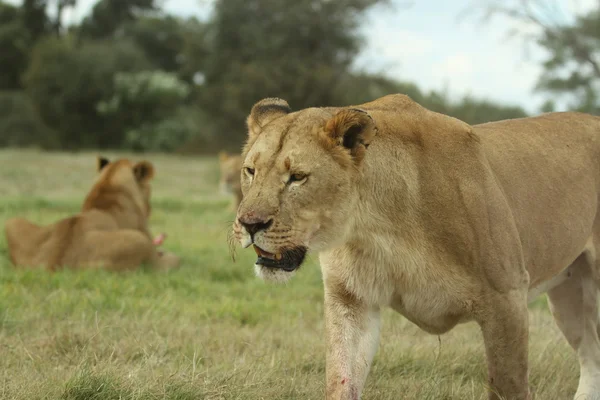 Afrika dişi aslan
