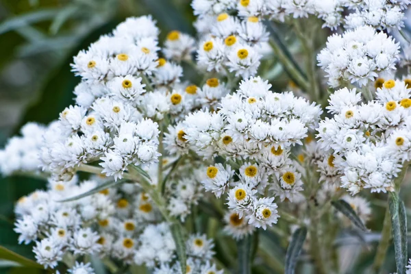 Small white flowers