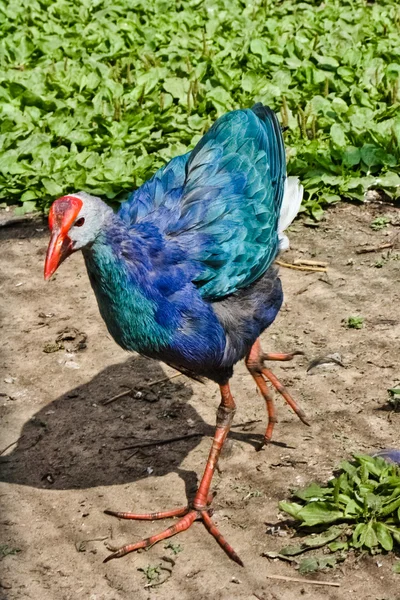 L'oiseau Sultana aux plumes colorées — Photo
