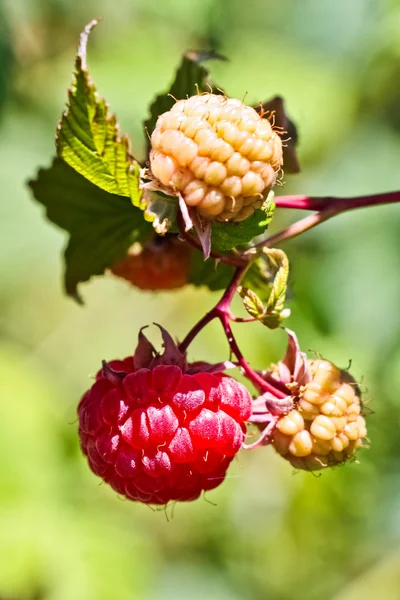 Cultivo de frambuesas rojas —  Fotos de Stock