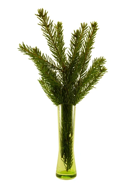 Xmas ağacı dalı