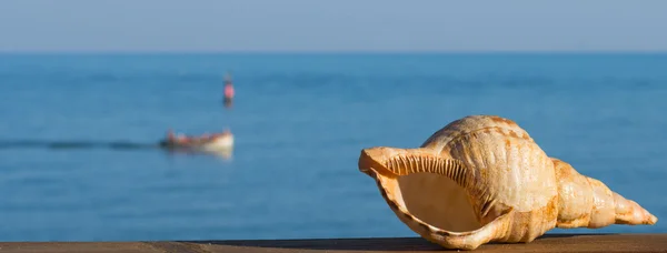 Seashell closeup no fundo do mar ao pôr do sol — Fotografia de Stock