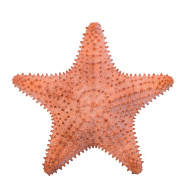 Beyaz arka plan üzerinde izole Karayip deniz yıldızı yolu.