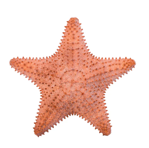 Caribische starfish geïsoleerd op een witte achtergrond, pad. — Stockfoto