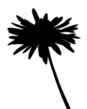 Papatya çiçeği siluetinin izole edilmiş bir temsili.