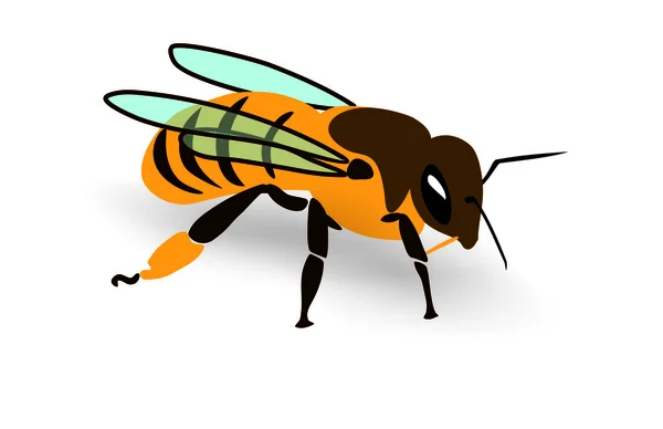 Colored cartoon honey bee, whole body — Stock Vector