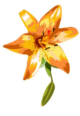 Turuncu lily, Bahar çiçek beyaz bir arka plan ve bir tomurcuk.