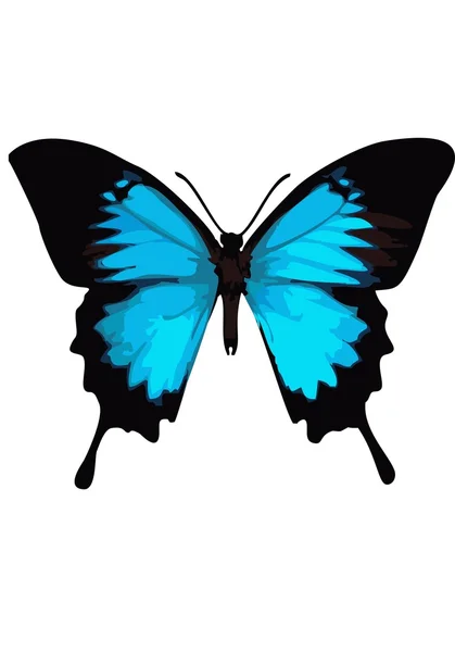 Mariposa cola de golondrina, mariposa azul sobre fondo blanco . — Vector de stock